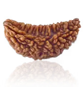1 MUKHI RUDRAKSHA
