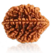 2 MUKHI RUDRAKSHA