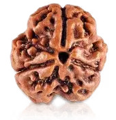 3 MUKHI RUDRAKSHA