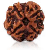 4 MUKHI RUDRAKSHA