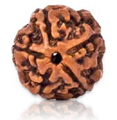 5 MUKHI RUDRAKSHA