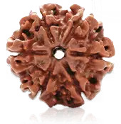 6 MUKHI RUDRAKSHA
