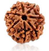 7 MUKHI RUDRAKSHA