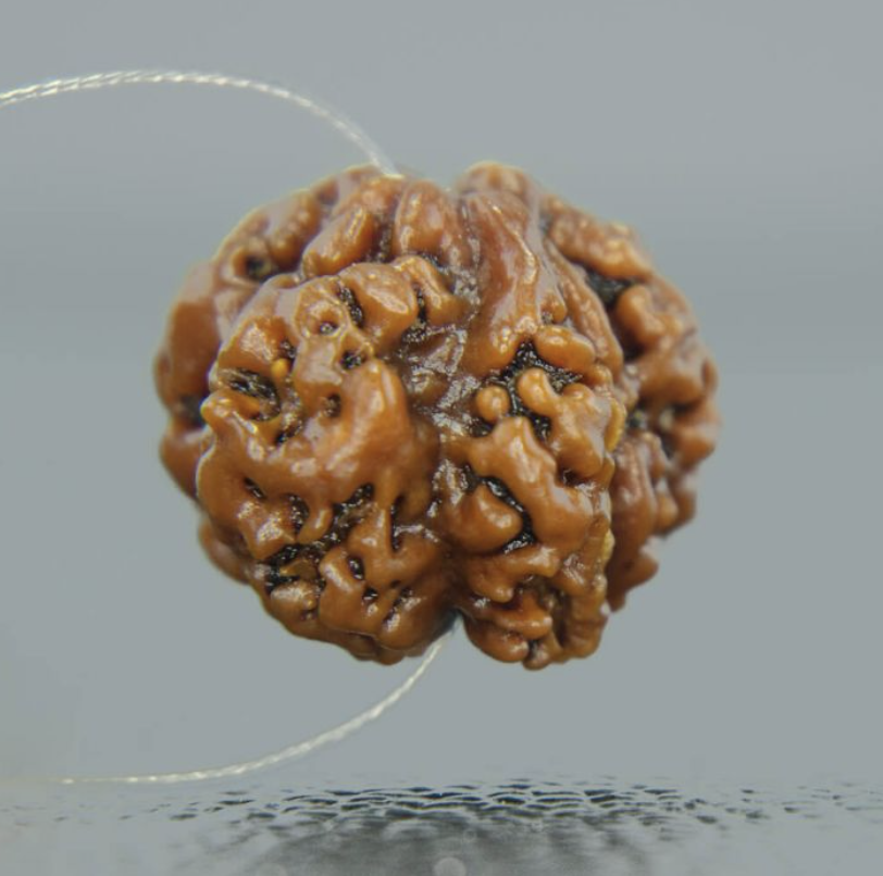 1 Mukhi Round Rudraksha