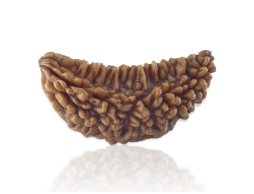 1 Mukhi Rudraksha