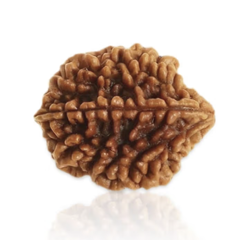 2 Mukhi Rudraksha
