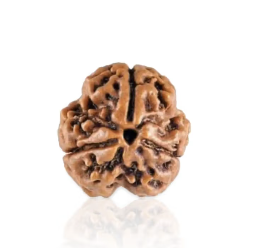 3 Mukhi Rudraksha