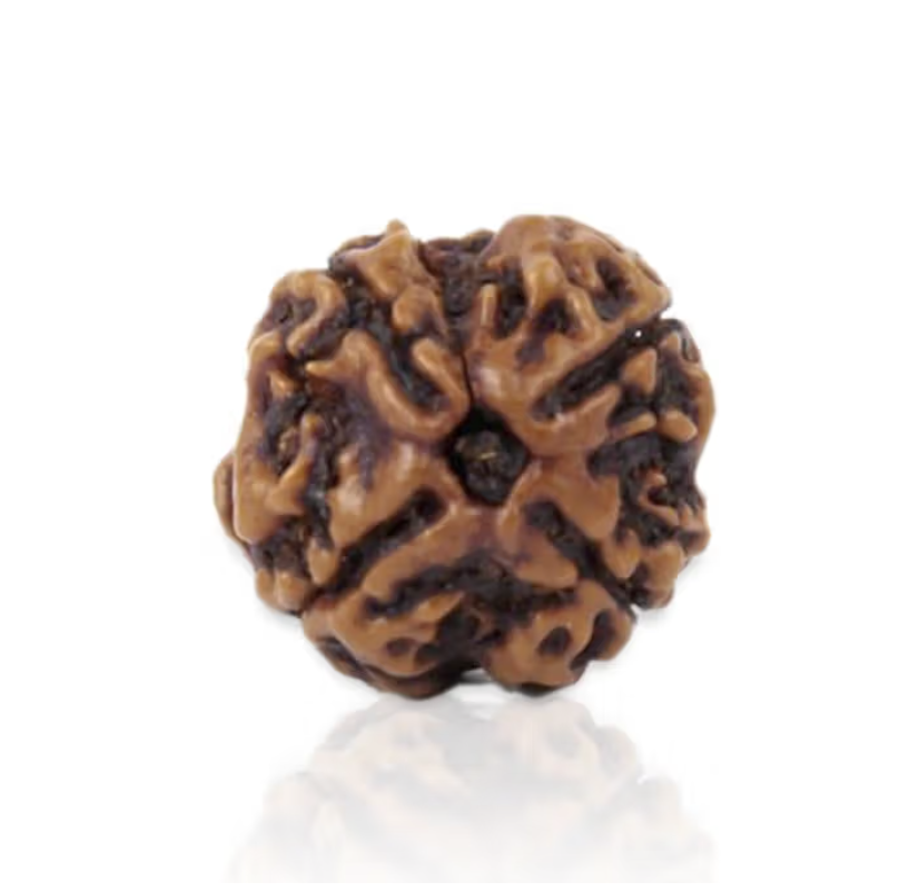 4 Mukhi Rudraksha