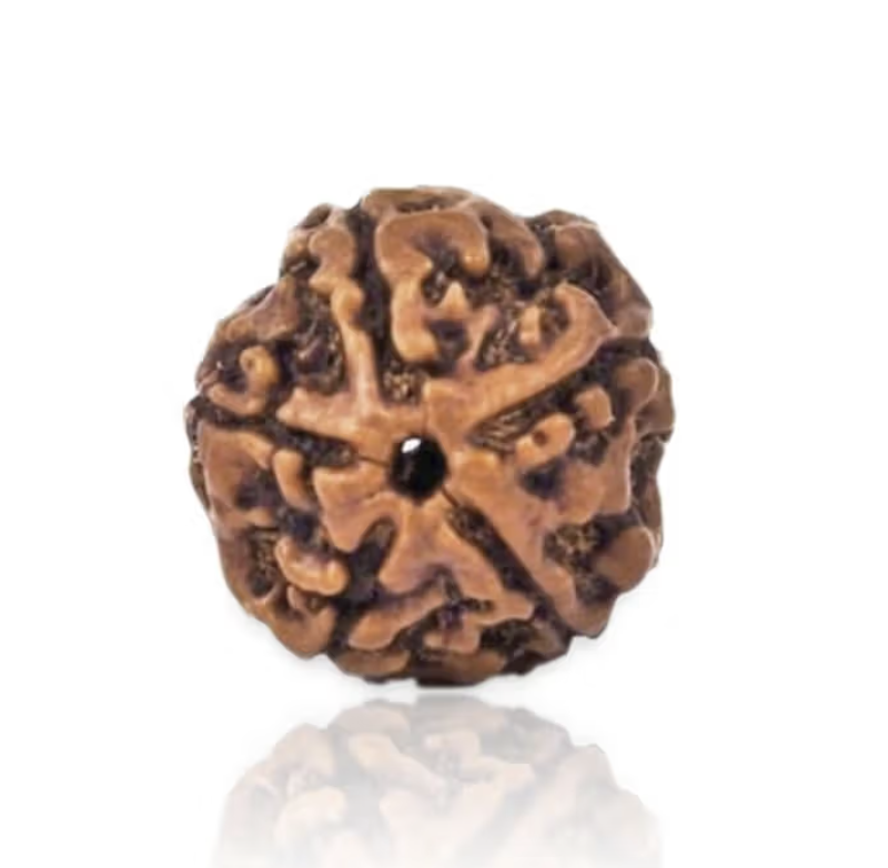 5 Mukhi Rudraksha