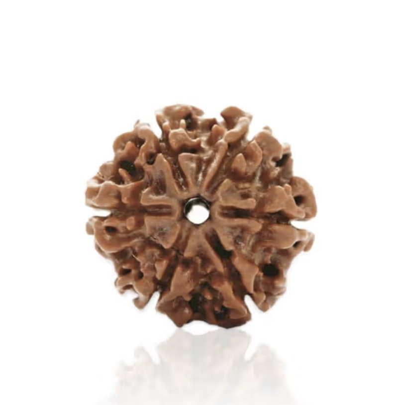 6 Mukhi Rudraksha