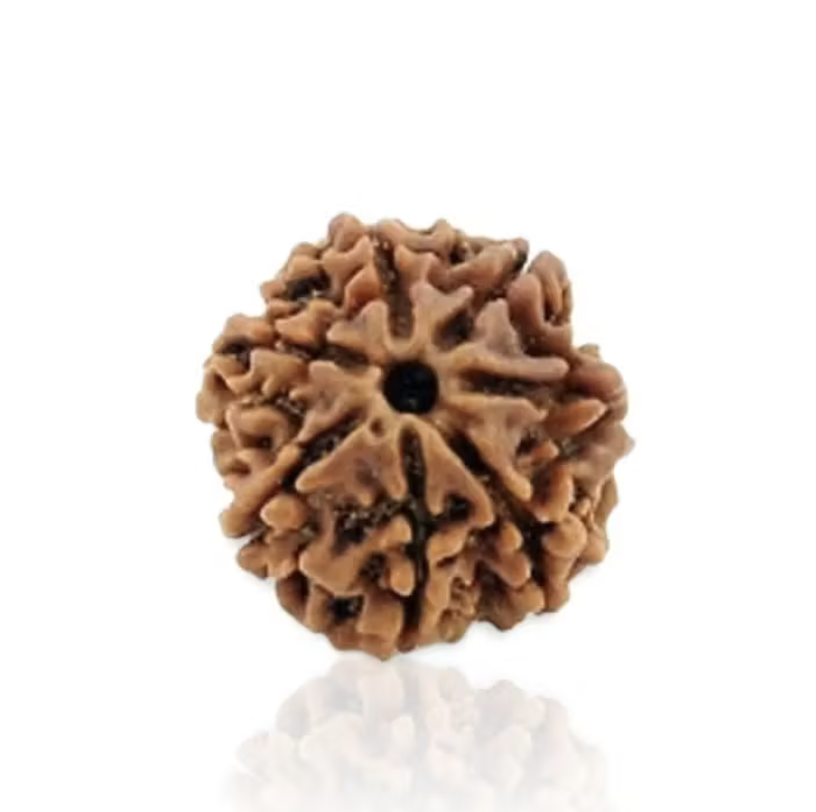 7 Mukhi Rudraksha
