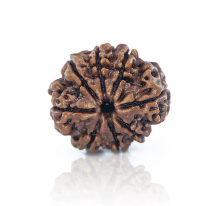 8 Mukhi Rudraksha