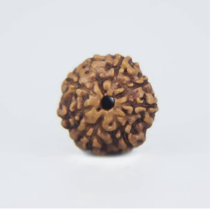 8 Mukhi Rudraksha