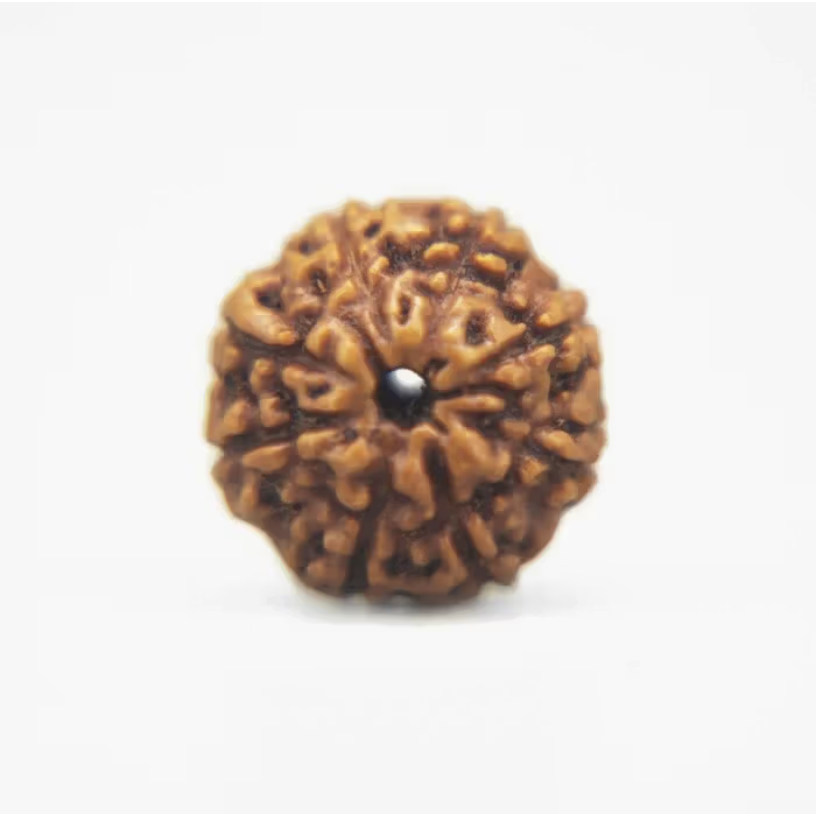 8 Mukhi Rudraksha