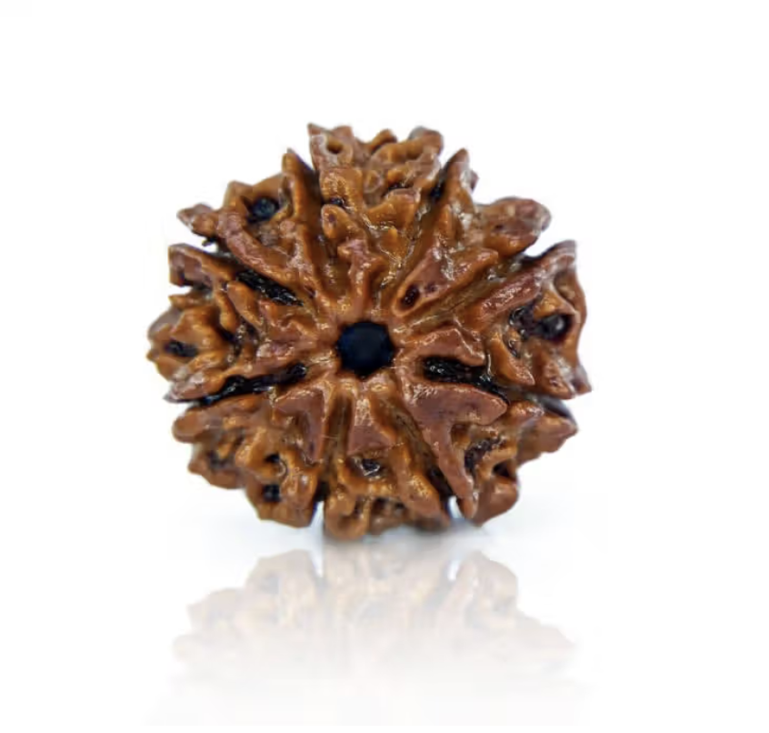 8 Mukhi Rudraksha