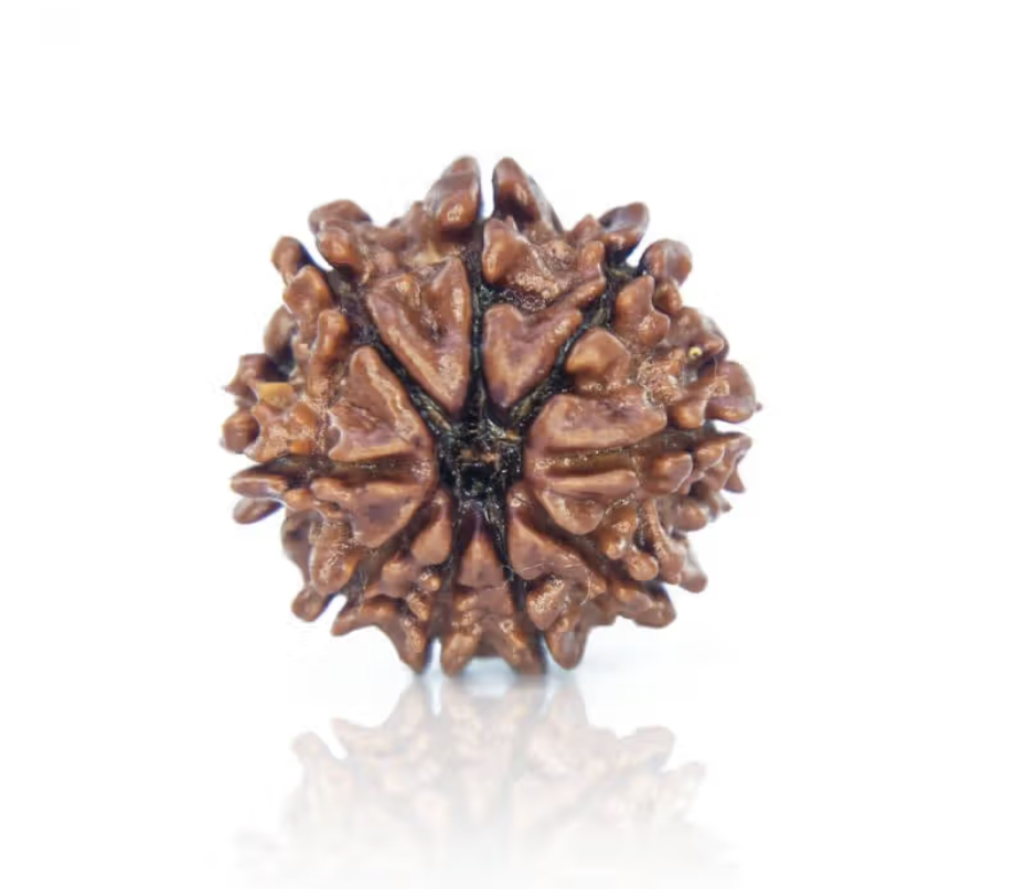 9 Mukhi Rudraksha