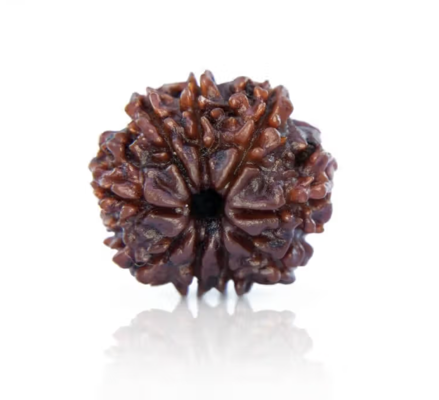 9 Mukhi Rudraksha