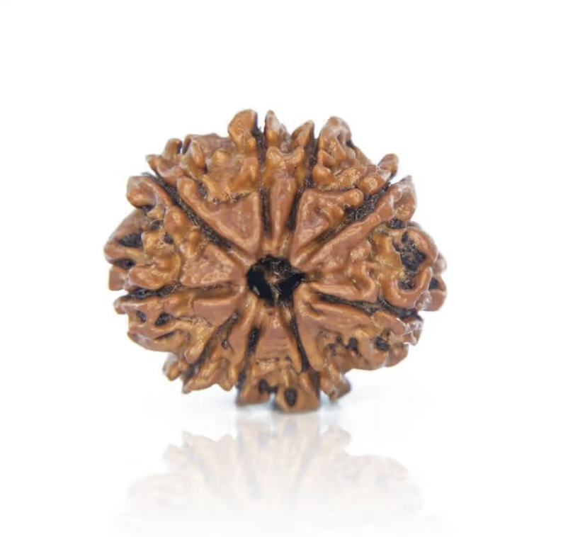 9 Mukhi Rudraksha