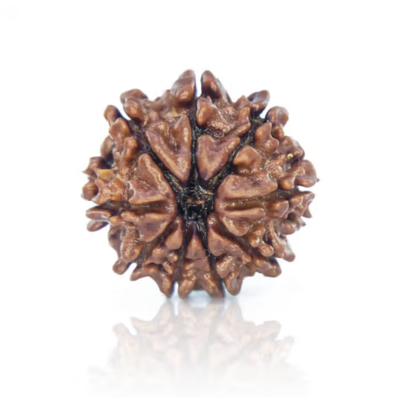 9 Mukhi Rudraksha