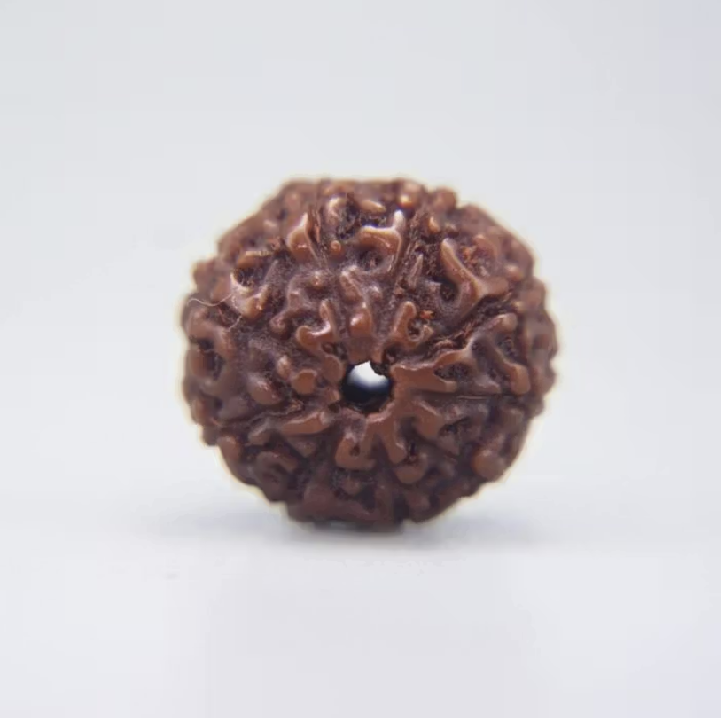 10 Mukhi Rudraksha