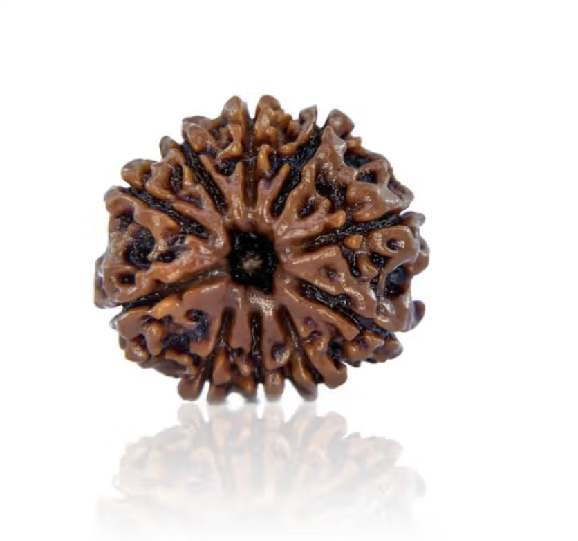 10 Mukhi Rudraksha