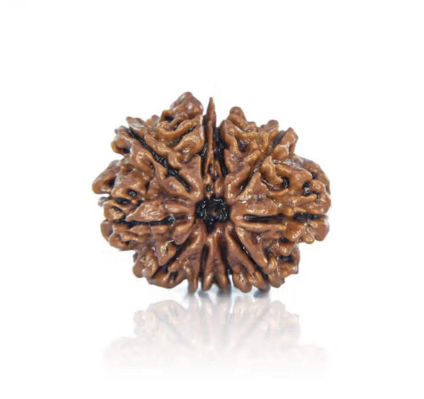 10 Mukhi Rudraksha