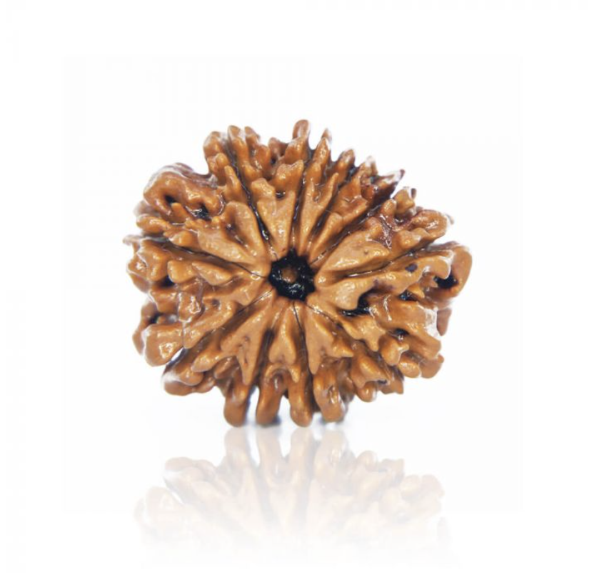 10 Mukhi Rudraksha