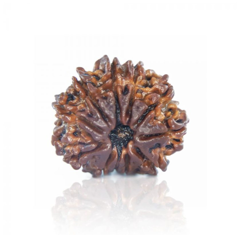 11 Mukhi Rudraksha