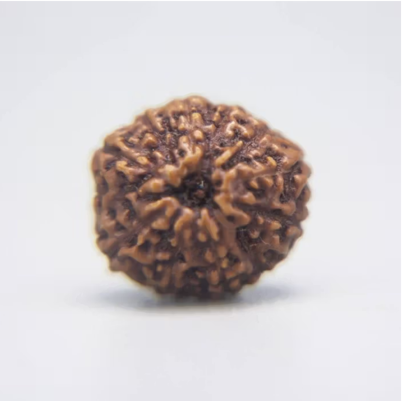 11 Mukhi Rudraksha