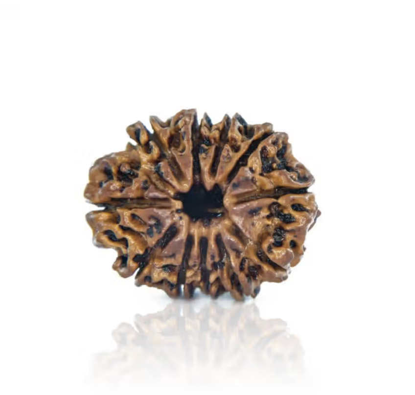 11 Mukhi Rudraksha