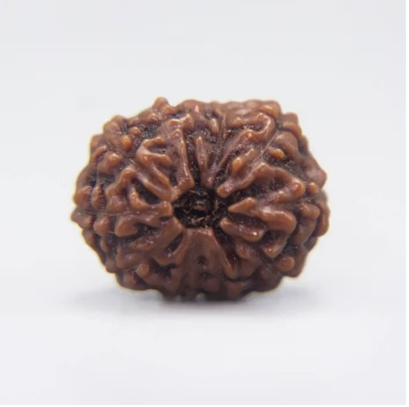 11 Mukhi Rudraksha