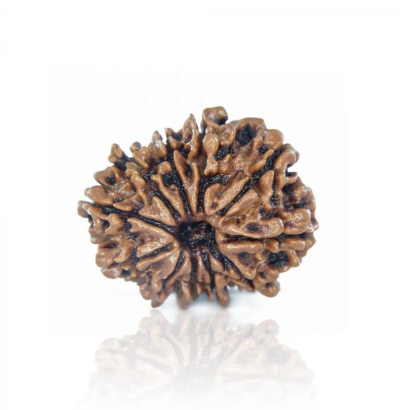11 Mukhi Rudraksha