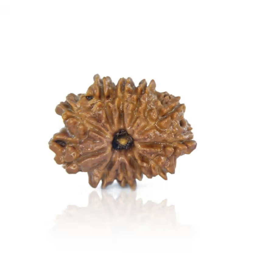 11 Mukhi Rudraksha