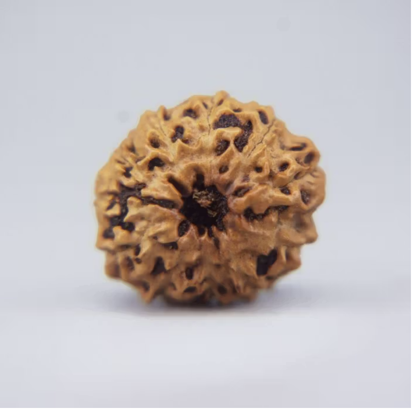 11 Mukhi Rudraksha