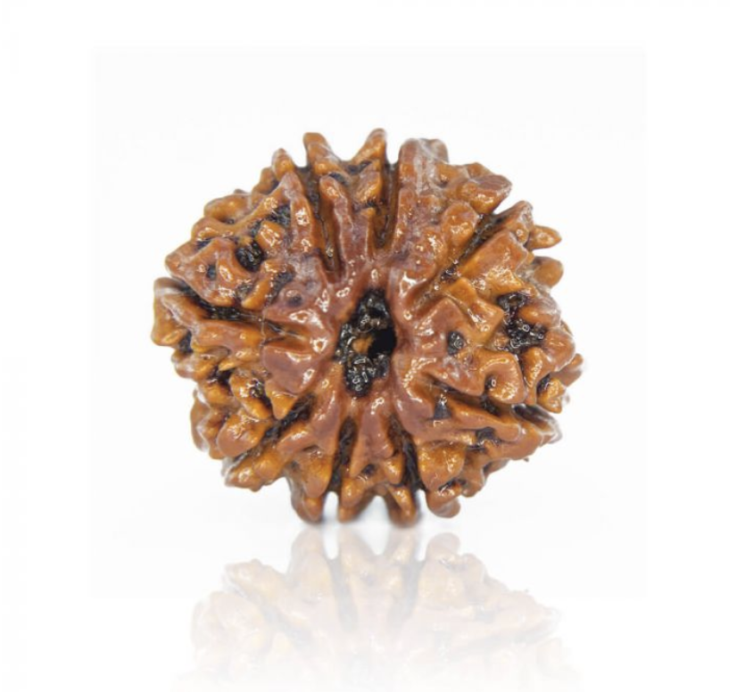 12 Mukhi Rudraksha
