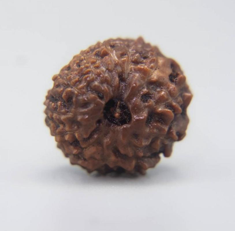 12 Mukhi Rudraksha