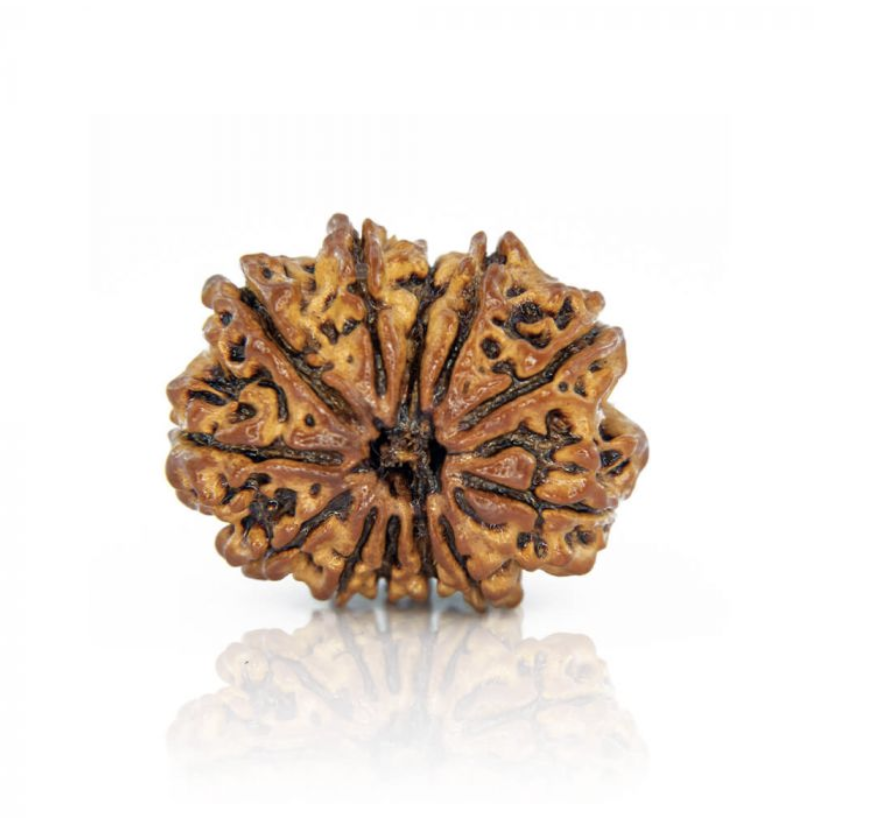 12 Mukhi Rudraksha