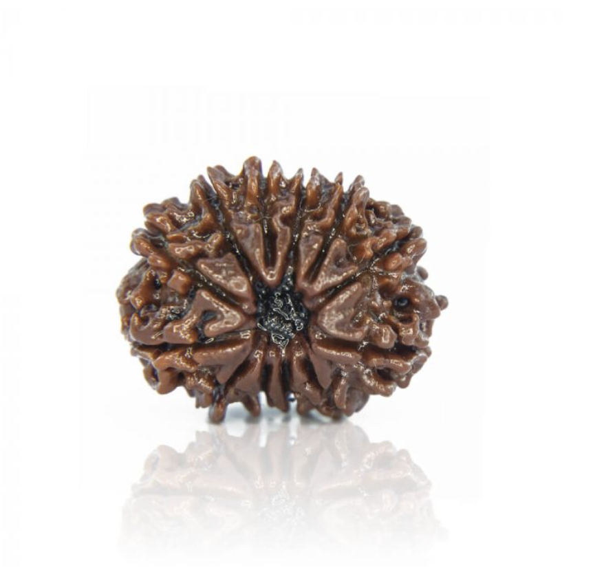 12 Mukhi Rudraksha