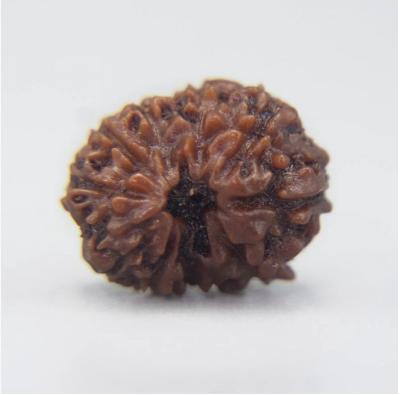 12 Mukhi Rudraksha